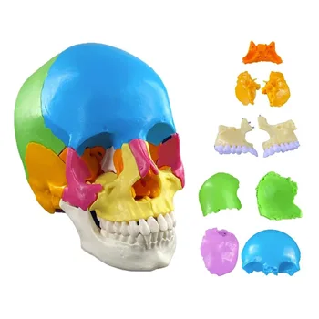 22 част 1: 1 Анатомическая модел на главата на череп в естествена големина в разглобено формата, медицинска анатомическая модел, директна доставка